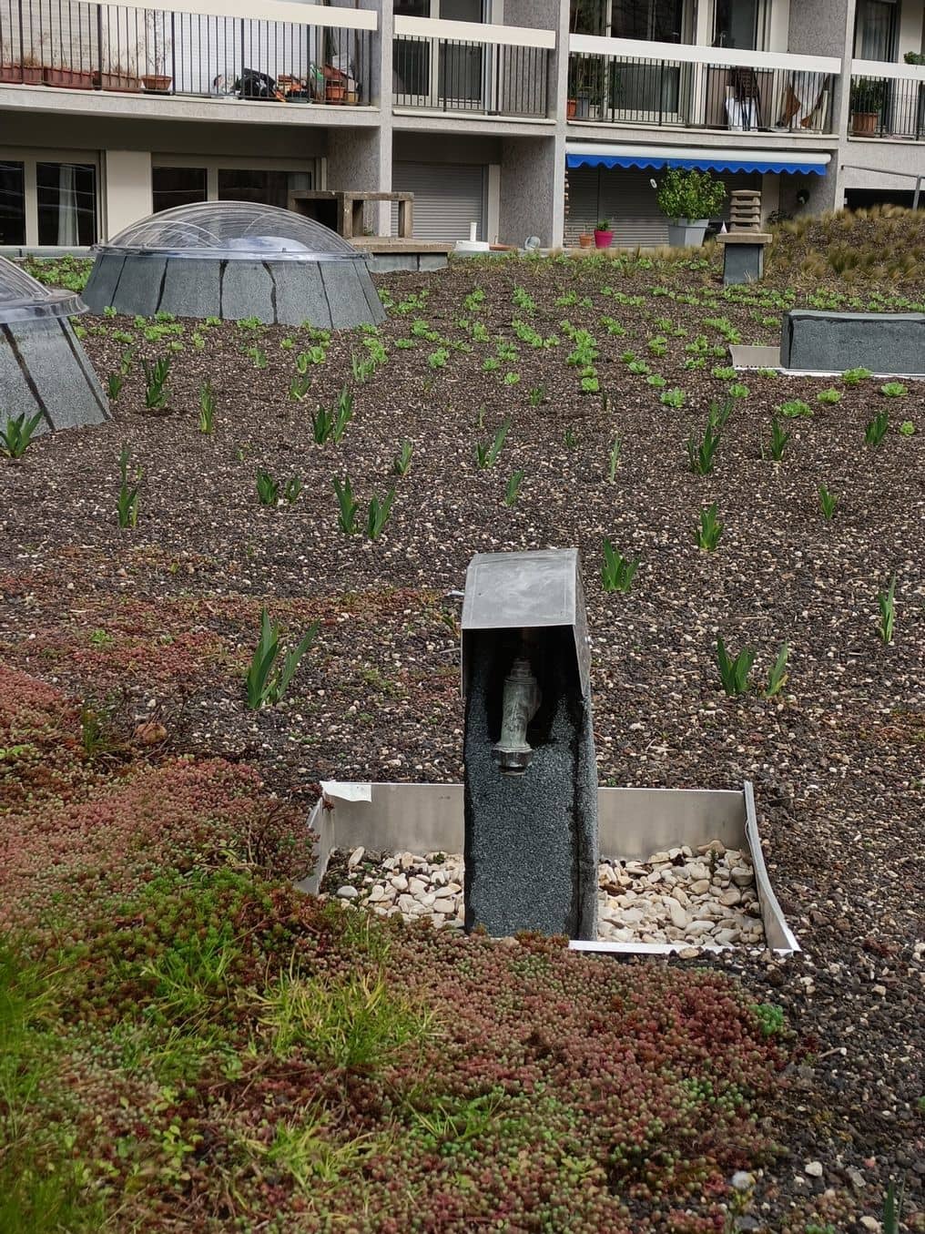 Point d'eau sur la toiture terrasse végétalisée de la copropriété Vauvenargues. ©APC