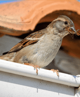 [Série technique] - Comment concilier rénovation énergétique, végétalisation et préservation de la biodiversité ?