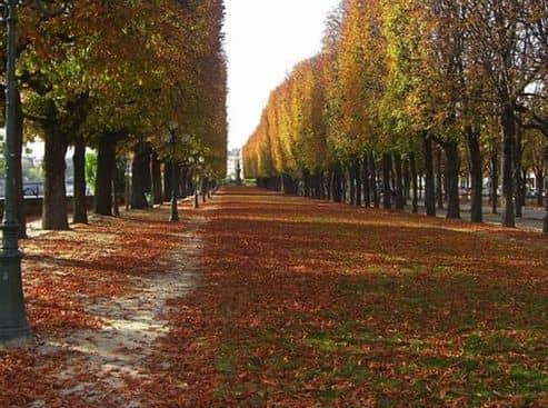 Automne parisien