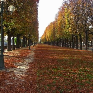 Automne parisien